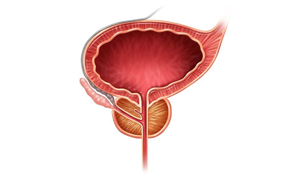 erkaklarda prostata joylashuvi